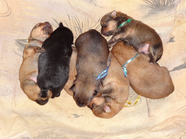 N-Wurf von Chandrapura (orange, black-and-tan)